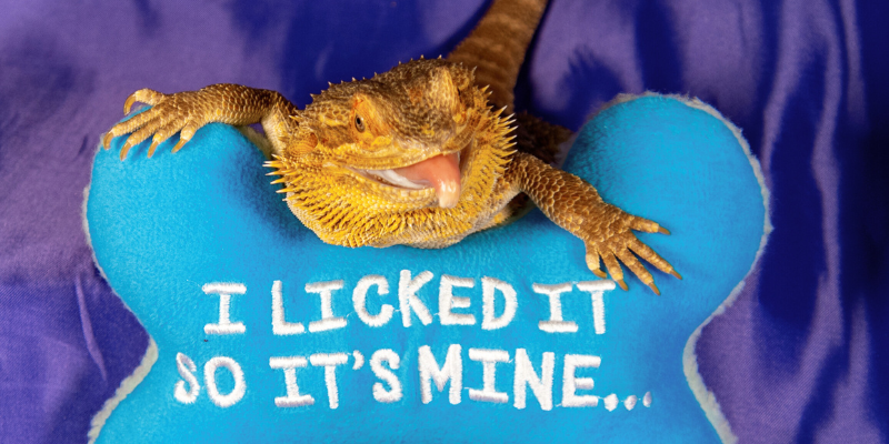 bearded lizard on pillow saying "i licked it so it's mine," illustrating how businesses should own their website assets